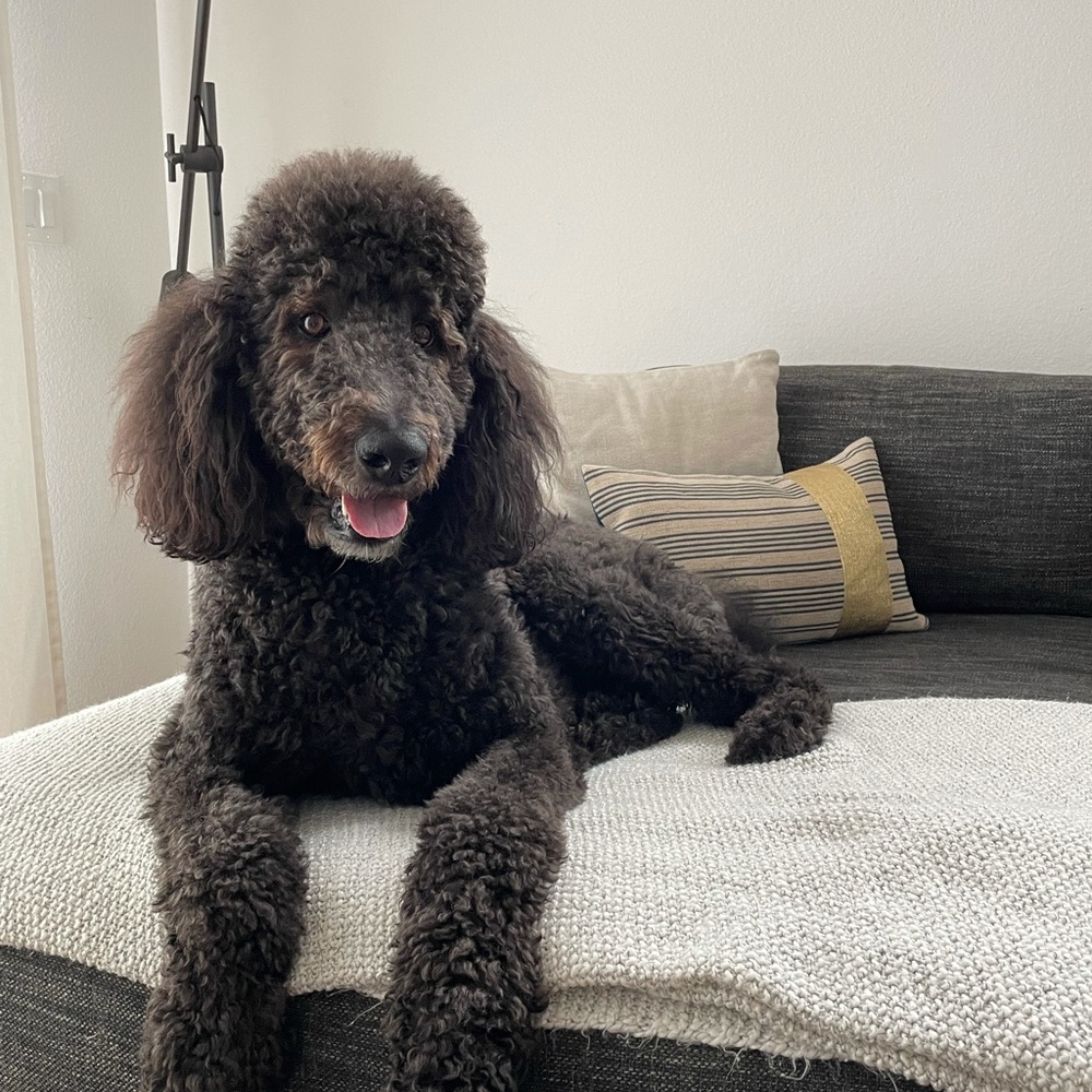 Meet your Posher, Liza